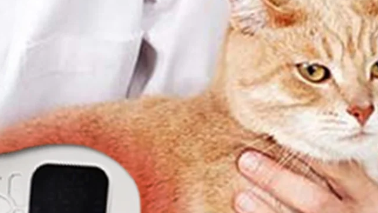 What Are Different Types Of Handheld Laser Devices?