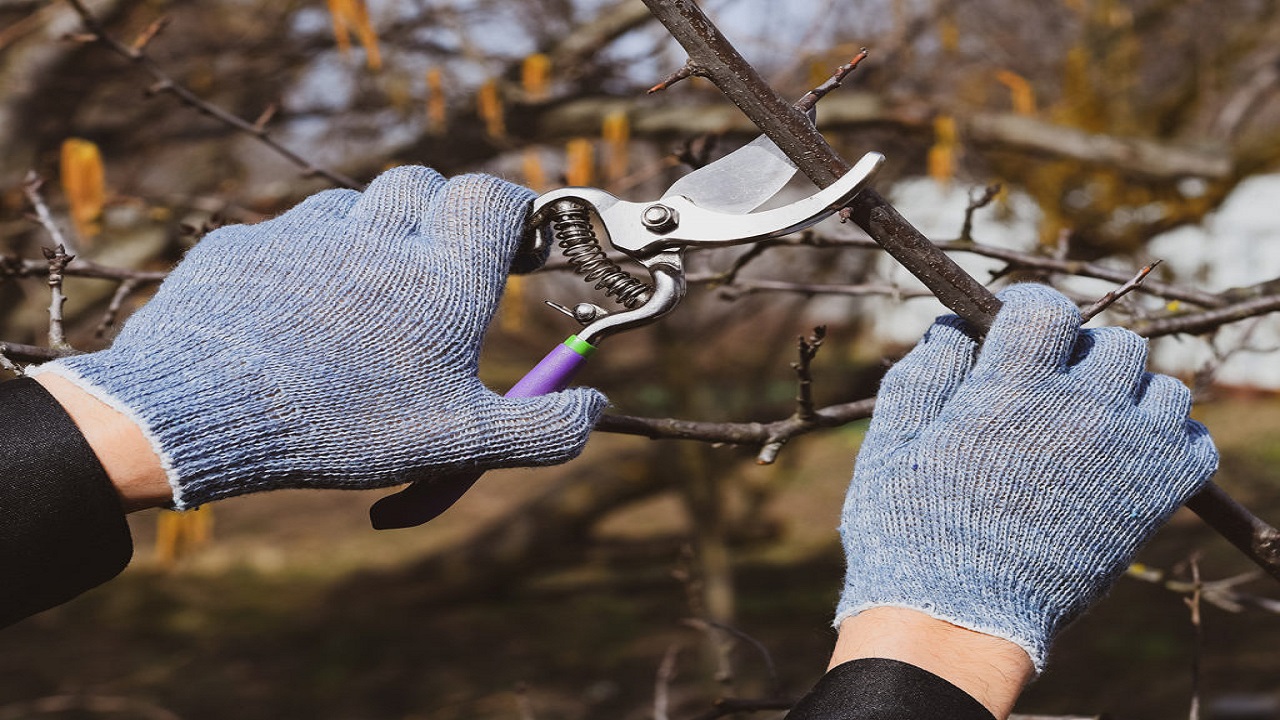Mastering Plant Shaping: Specialized Tips for Using Pruning Shears